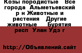 Козы породистые - Все города, Альметьевский р-н Животные и растения » Другие животные   . Бурятия респ.,Улан-Удэ г.